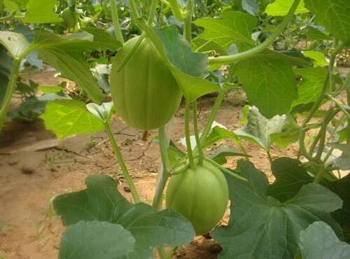 瓜果配送：香瓜