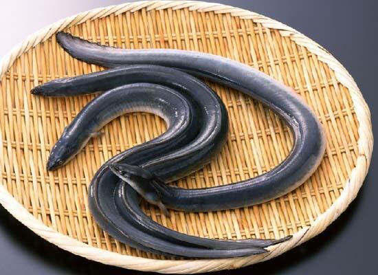 海鮮品種：小白鱔